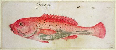 Garopa by John White